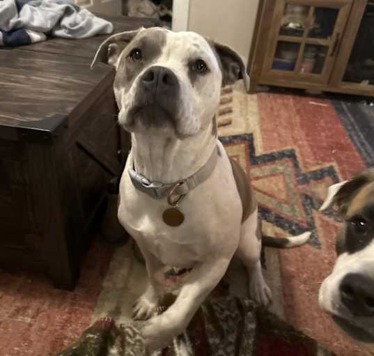 Photo of Talulah “Lulu”