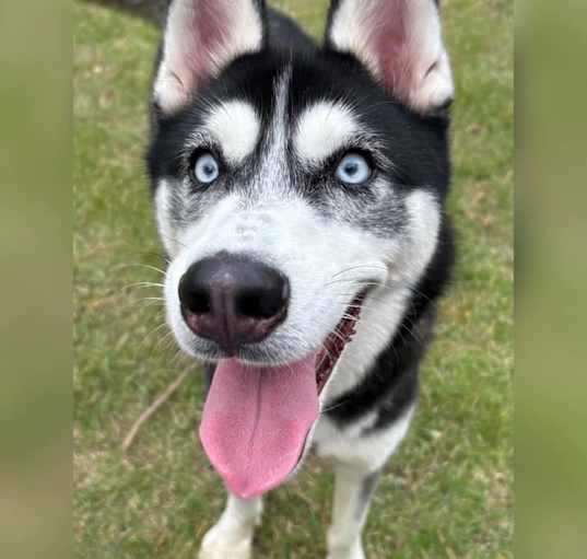 Husky kennels near me new arrivals