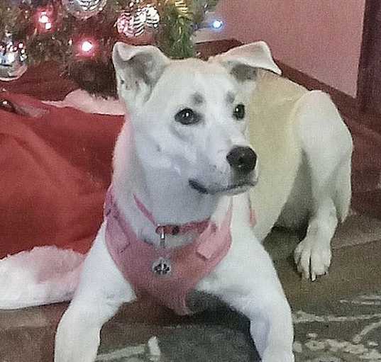 Photo of **BIBI**