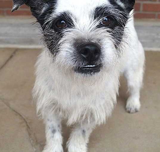 Photo of Blanca
