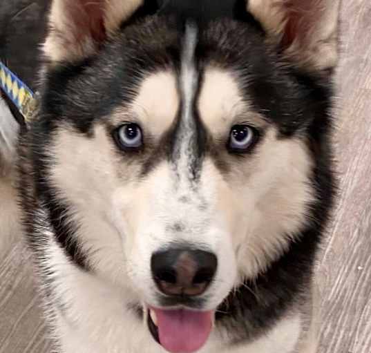Photo of Bandit