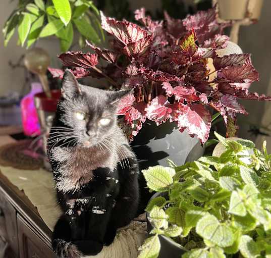 Photo of Gidget