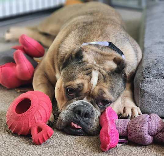Photo of Roxy
