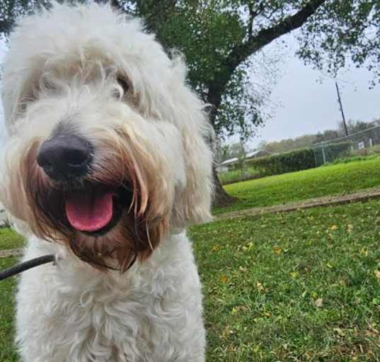 Photo of Ollie