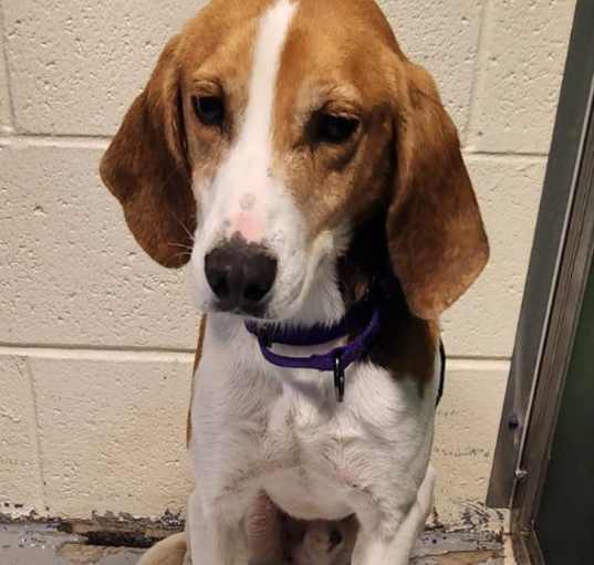 Photo of Taylor *Adopt or Foster*
