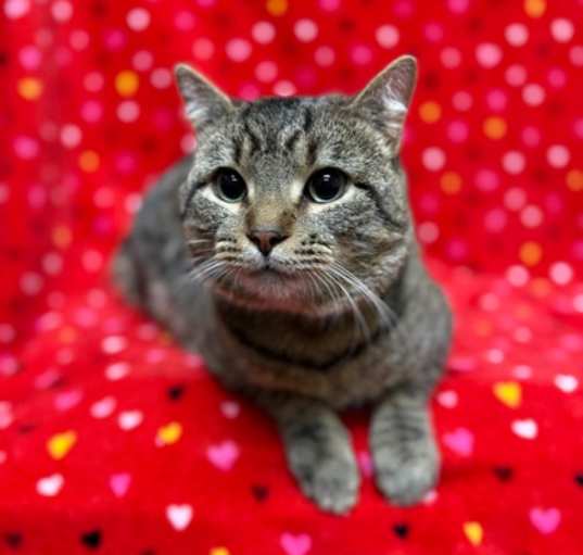 Photo of Ricky - IN FOSTER