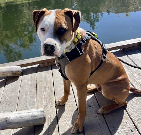 Photo of Brody