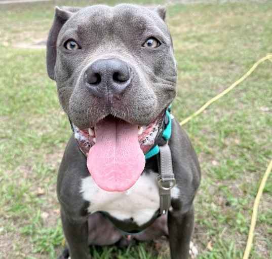 Photo of Beefcake