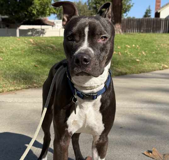 Photo of Sirius aka Siri
