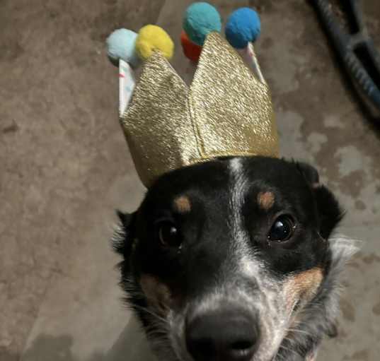 Photo of Rex