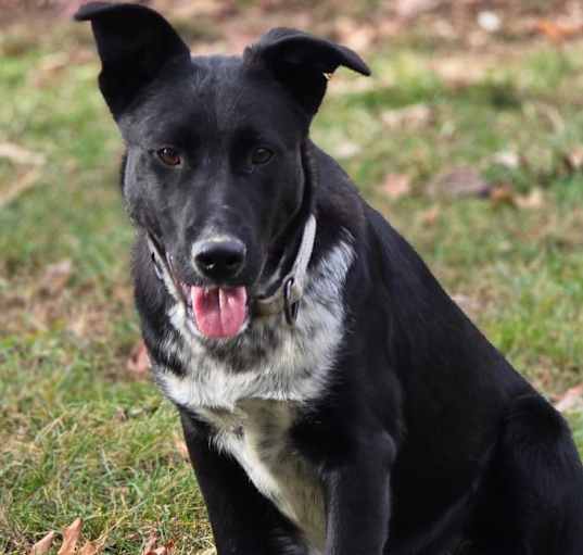 Photo of Rebel