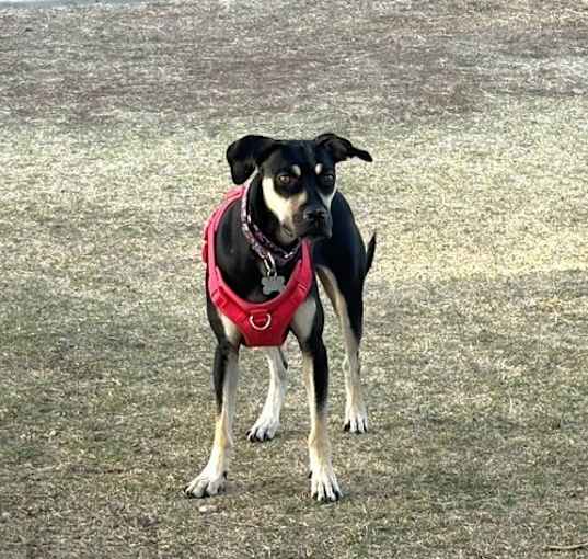 Photo of SASHA #6