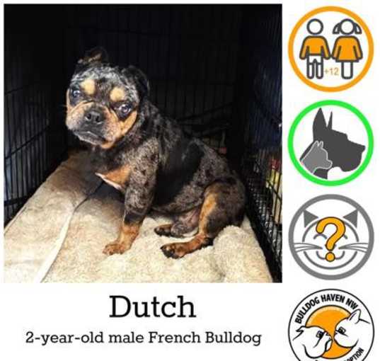 Photo of Dutch