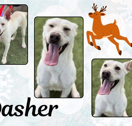 Photo of DASHER