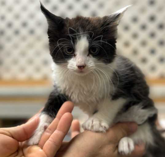 Photo of Checkers