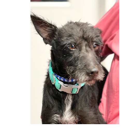 Photo of Cinder Ella