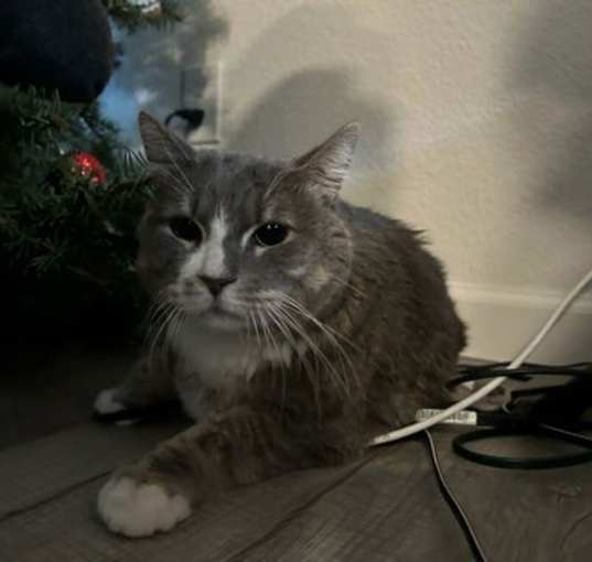 Photo of Lucky