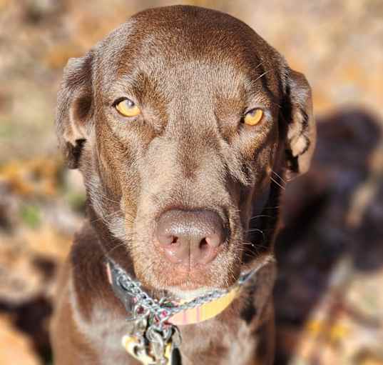 Photo of Coco