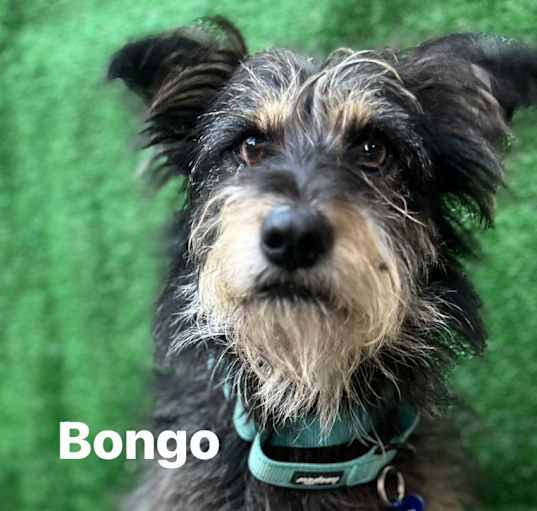 Photo of Bongo