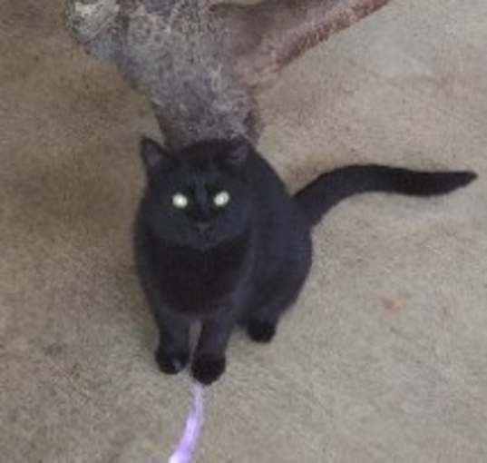 Photo of Calypso