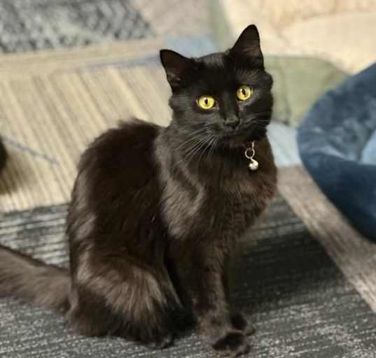 Photo of Sable