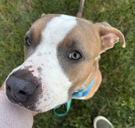 Photo of Willow