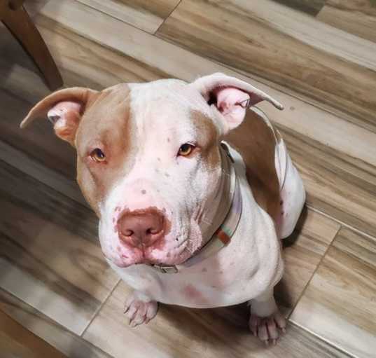 Photo of Penny