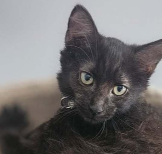 Photo of Ms. Olaf