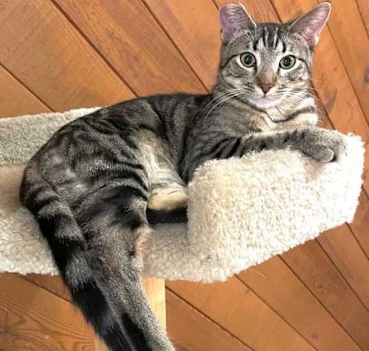 Photo of Benji