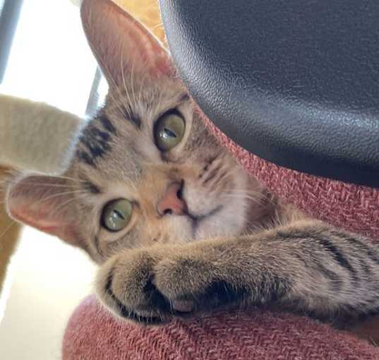 Photo of Abby