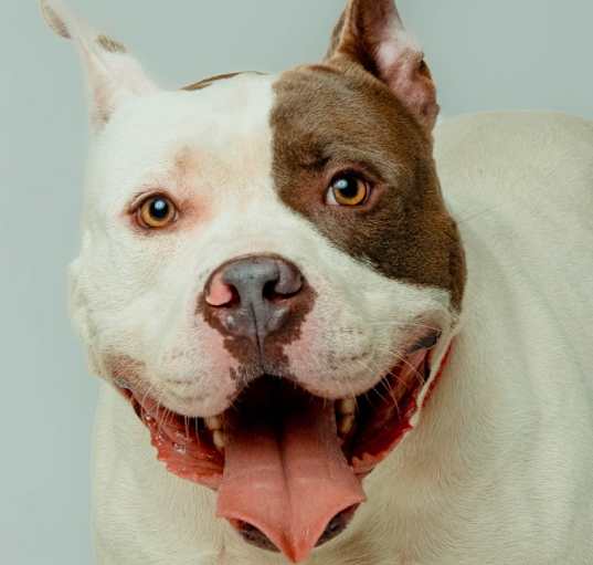 Photo of Jagermeister