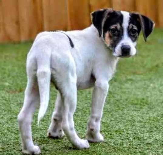 Photo of D117 Litter Olaf