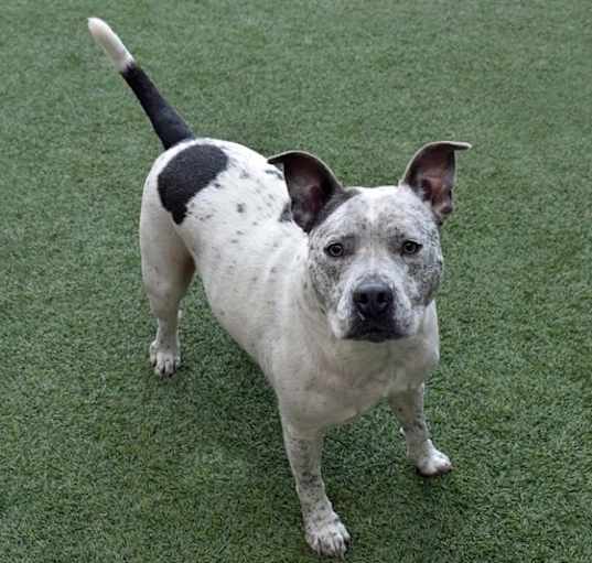 Photo of BUDDY