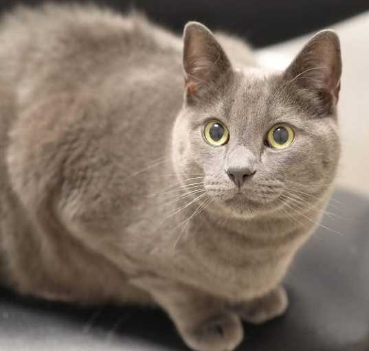 Photo of Blue