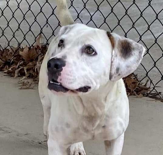 Photo of Petey