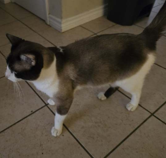 Photo of Jinxy