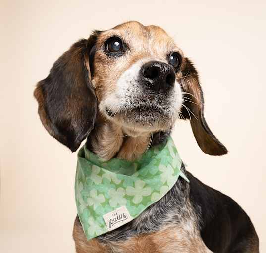 Photo of Alfred