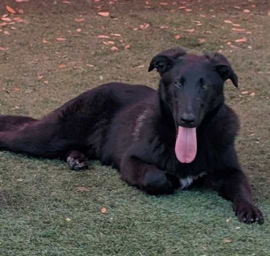 Photo of Alex - $75 Adoption Fee!  Diamond Dog!