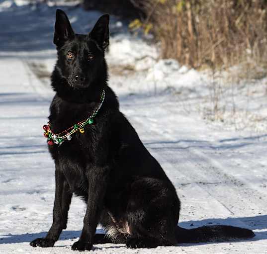 Photo of Nox