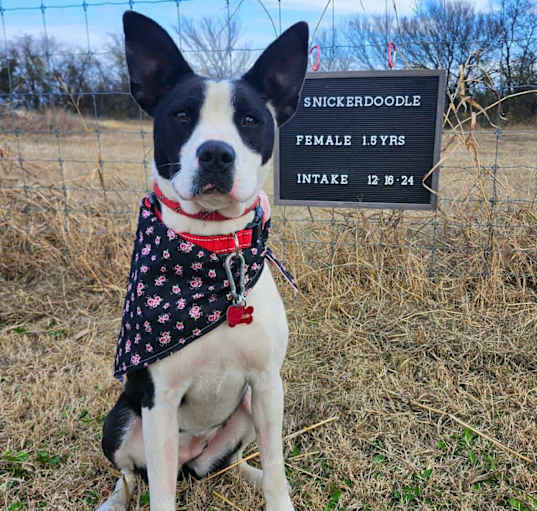 Photo of Snickerdoodle