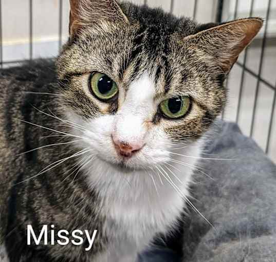 Photo of Missy