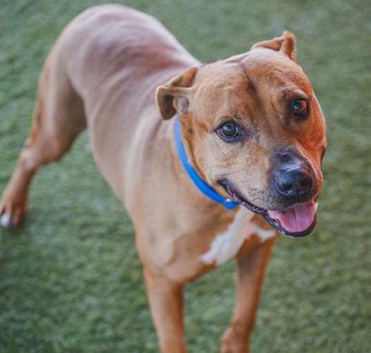 Photo of BISCOCHO