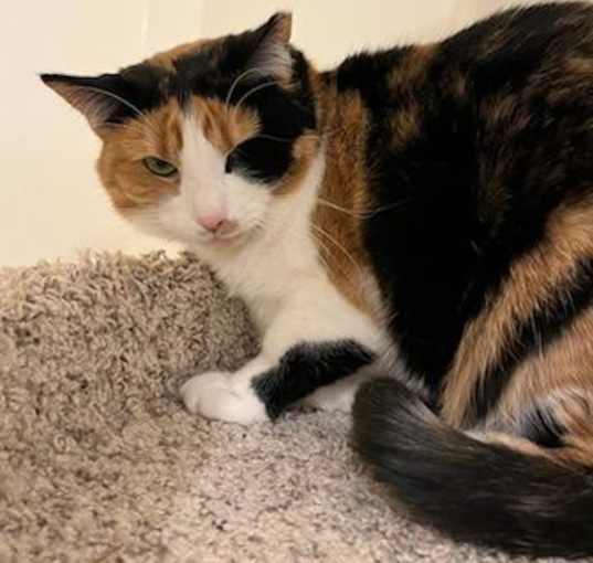 Photo of DAISY