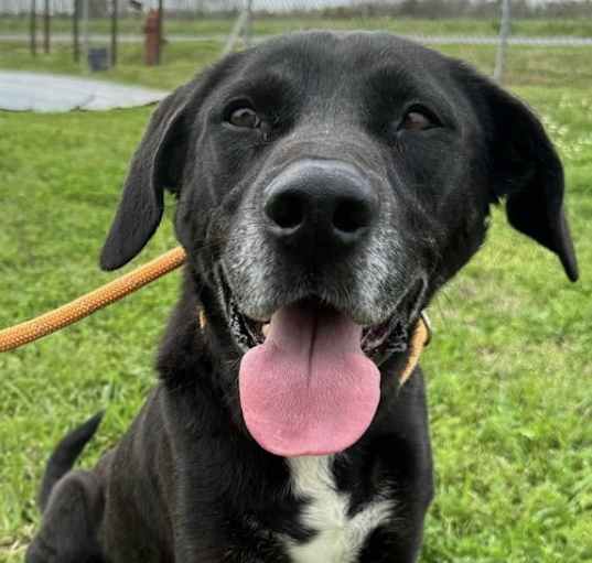 Photo of Jimbo - Just a loving pup!