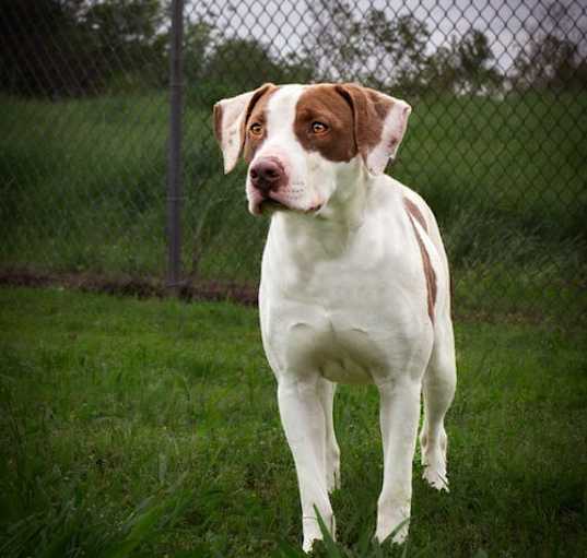 Photo of Peaches - Pretty Pup!!