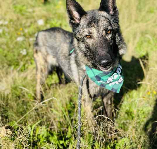 Photo of Juno