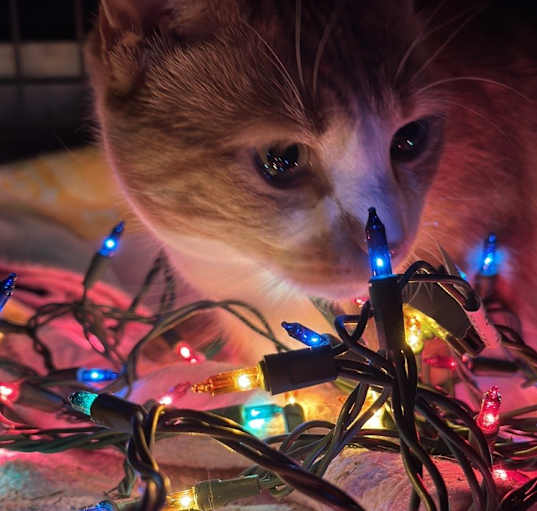 Photo of Foxy