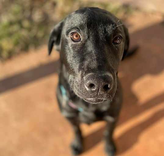 Photo of Bruno