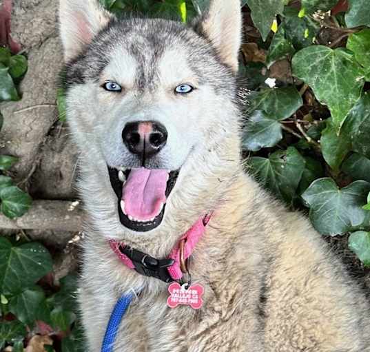 Photo of Aspen