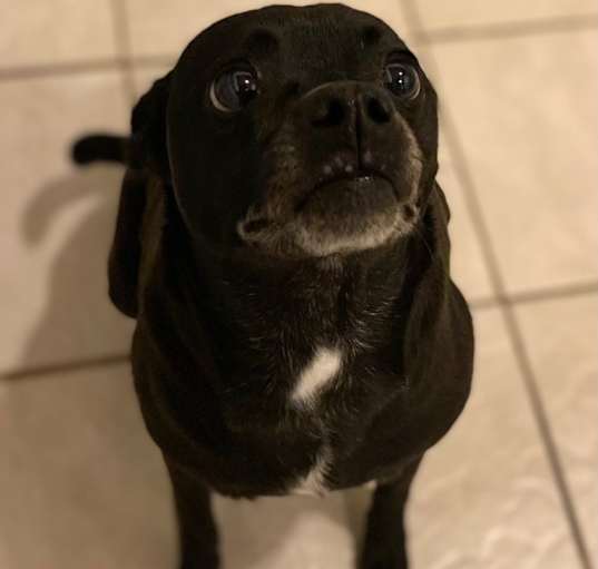 Photo of Luna